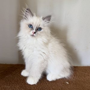 LILLY - FEMALE