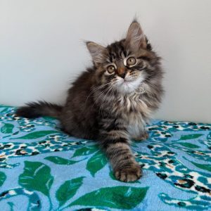ROLLO - MALE