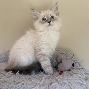 TYRA - FEMALE