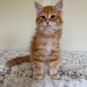 MERLIN - MALE