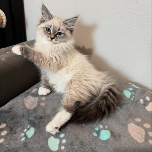 TYSON - MALE