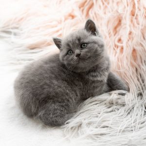 LUNA - FEMALE