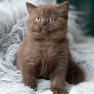 MARCEL - MALE