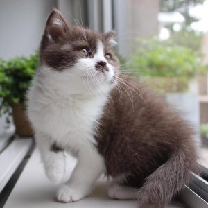 ANGEL - FEMALE