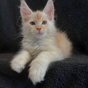 BELLA - FEMALE