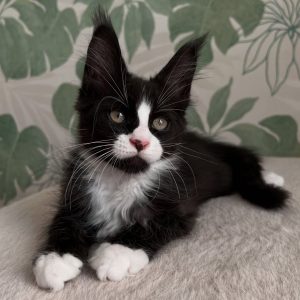 SALEM - MALE