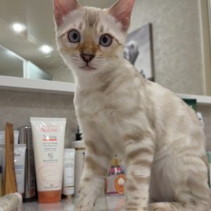 NALA - FEMALE