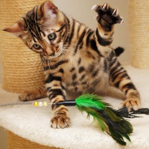 TIGGER - MALE