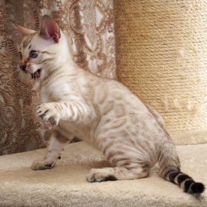 GRACIE - FEMALE