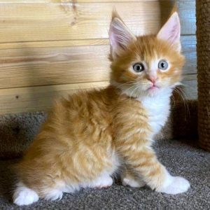 MAINE COON KITTENS